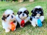 Safkan Irk Garanti̇li̇ Shi̇h Tzu Yavrulari