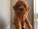 2 Aylık Apricot Toy Poodle Yavrumuz