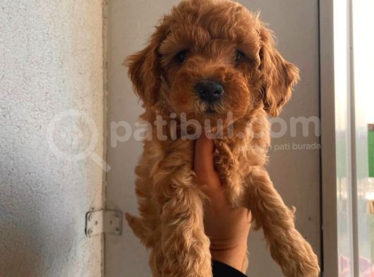 2 Aylık Apricot Toy Poodle Yavrumuz