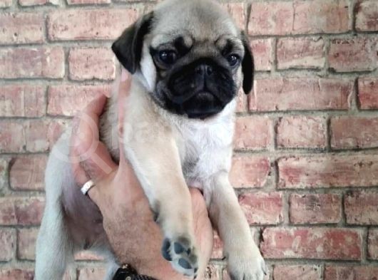 Kusursuz Güzelli̇kte Pug Yavrulari