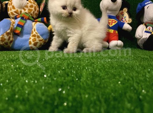 Blue Point British Shorthair Yavrumuz.. görsel