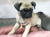 70 Günlük Sifir Burun Gül Kuyruk Pug Mops