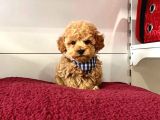 Orji̇nal Toy Poodle Yavrular