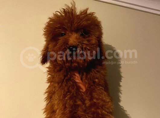 Red Brown Toy Poodle Yavrumuz