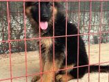 Secereli Alman Çoban Köpeği Yavrumuz