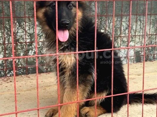 Secereli Alman Çoban Köpeği Yavrumuz