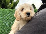 Maltipoo Erkek Bebeğim