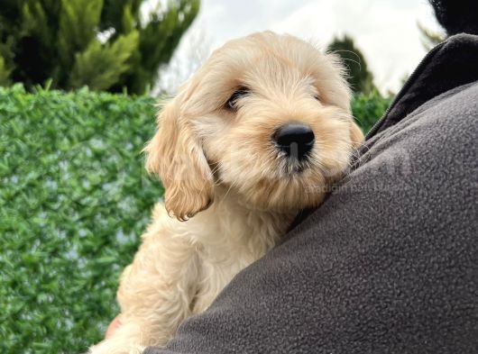 Maltipoo Erkek Bebeğim görsel