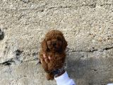 Toy Poodle Red Brown Yavrular Yeni̇ Ai̇leleri̇ni̇ Ariyor