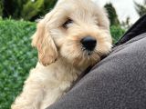 Maltipoo Erkek Bebeğim