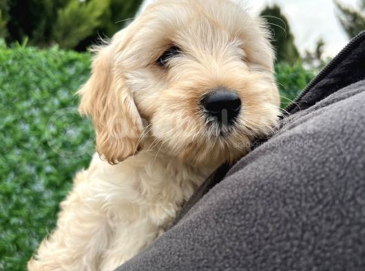 Maltipoo Erkek Bebeğim görsel