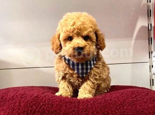 Orji̇nal Toy Poodle Yavrular