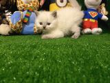 Blue Point British Shorthair Yavrumuz..