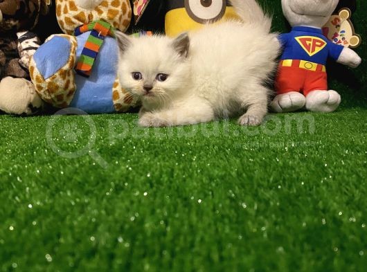 Blue Point British Shorthair Yavrumuz..
