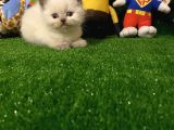 Blue Point British Shorthair Yavrumuz..