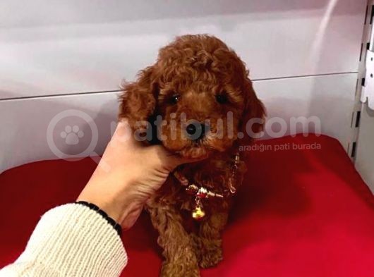Safkan Toy Poodle Yavrular