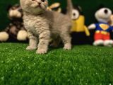 Blue Point Scottish Fold Yavrumuz