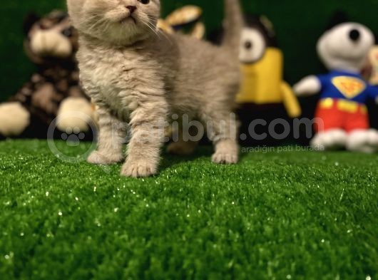 Blue Point Scottish Fold Yavrumuz görsel