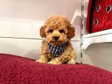 Orji̇nal Toy Poodle Yavrular