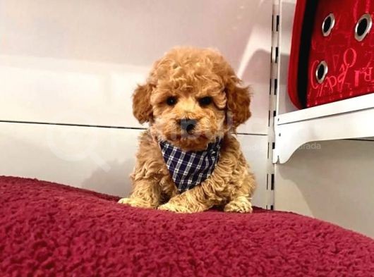 Orji̇nal Toy Poodle Yavrular görsel