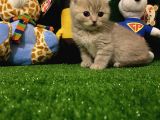 Blue Point Scottish Fold Yavrumuz