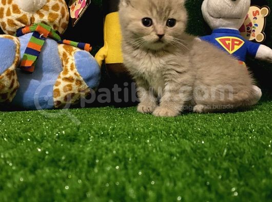 Blue Point Scottish Fold Yavrumuz görsel