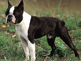 Irk ve Sağlık Garantili Boston Terrier Yavrularımız