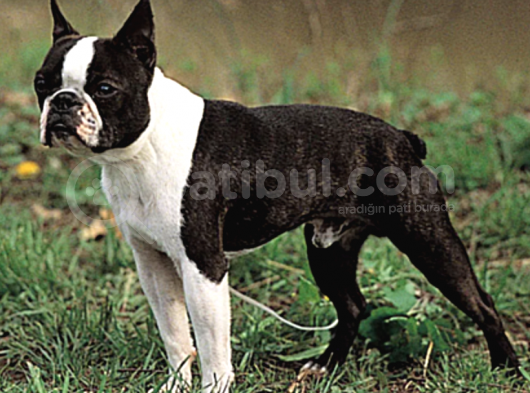 Irk Ve Sağlık Garantili Boston Terrier Yavrularımız