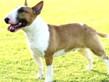 A Kalitede Bull Terrier Erkek Dişi