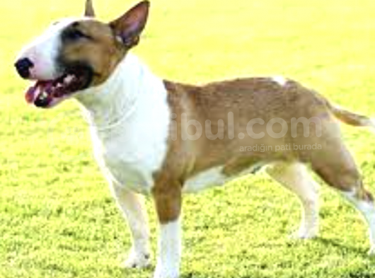 A Kalitede Bull Terrier Erkek Dişi