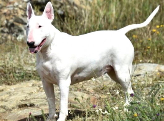 A Kalitede Bull Terrier Erkek Dişi görsel