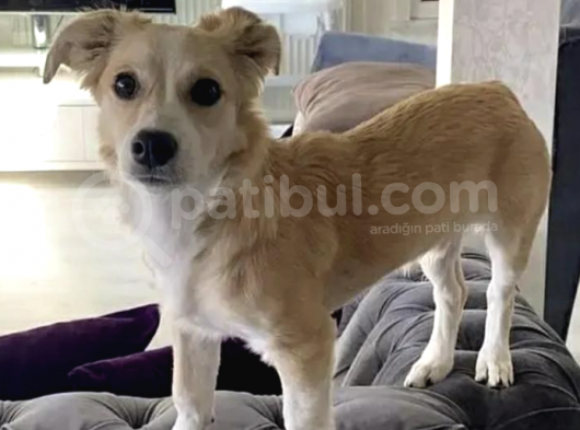 Nadir Bulunan Kokoni Erkek Dişi 2 Aylık görsel