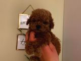 Sevimli Toy Poodle Minnaklarımız