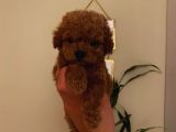Sevimli Toy Poodle Minnaklarımız