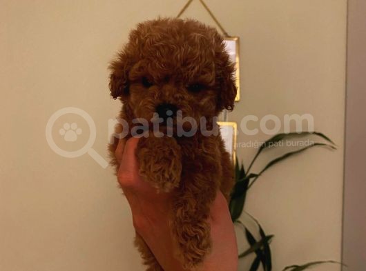 Sevimli Toy Poodle Minnaklarımız görsel