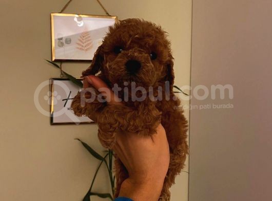 Sevimli Toy Poodle Minnaklarımız görsel