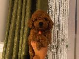 Sevimli Toy Poodle Minnaklarımız