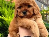 Show Kali̇te Kore Kani Red Toy Poodle Yavrumuz