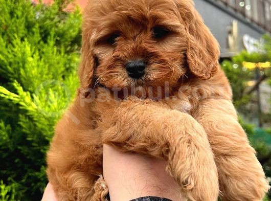 Show Kali̇te Kore Kani Red Toy Poodle Yavrumuz görsel