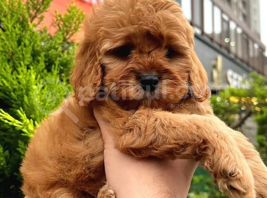 Show Kali̇te Kore Kani Red Toy Poodle Yavrumuz görsel