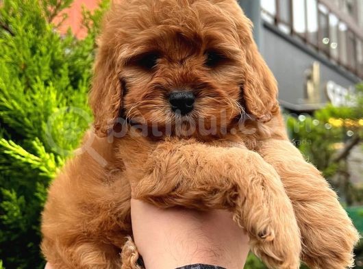 Show Kali̇te Kore Kani Red Toy Poodle Yavrumuz