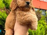 Show Düzey Red Toy Poodle Yavrumuz