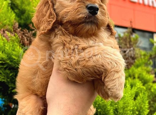 Show Düzey Red Toy Poodle Yavrumuz görsel