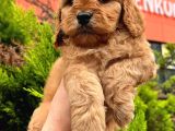 Show Düzey Red Toy Poodle Yavrumuz