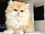 British Golden Ny12 Longhair Yavrularimiz