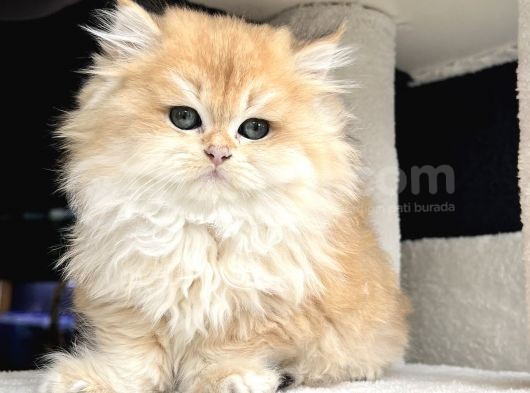 British Golden Ny12 Longhair Yavrularimiz görsel