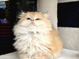 British Golden Ny12 Longhair Yavrularimiz