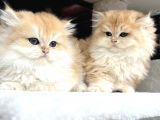 British Golden Ny12 Longhair Yavrularimiz