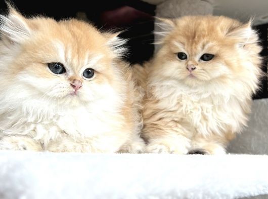 British Golden Ny12 Longhair Yavrularimiz görsel