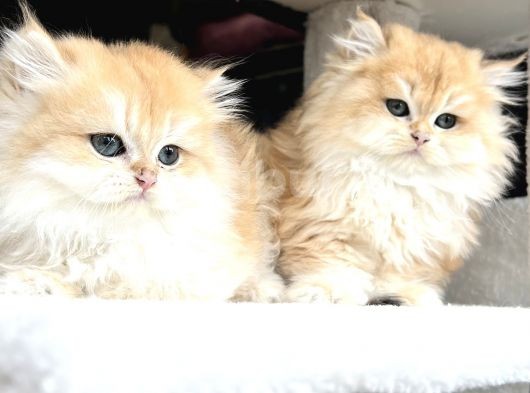 British Golden Ny12 Longhair Yavrularimiz görsel